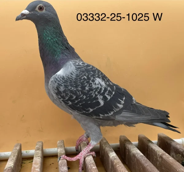 DV 3332-25-1025 Femela Norman Becker  consangvin Ringlose 12