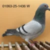 DV 1063-25-1436 Norman Becker Femela, sora de tata cu loc1 din 1281 porumbei, 100% Gunter Prange