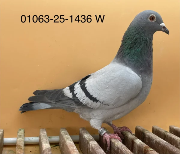 DV 1063-25-1436 Norman Becker Femela, sora de tata cu loc1 din 1281 porumbei, 100% Gunter Prange