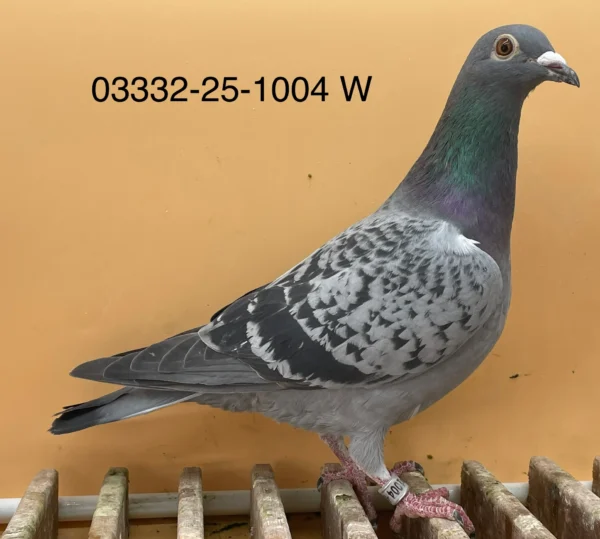 DV 3332-25-1004 Norman Backer Femela nepoat consangvina "321" semifrate cu celebrul "ringlose 112" Gunter Prange