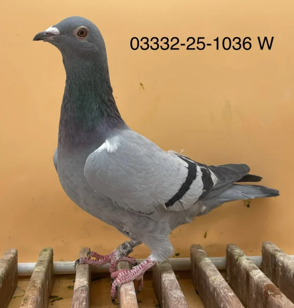 DV 3332-25-1036 Femela Norman Becker semisora cu ea locul 1 din 1281p.