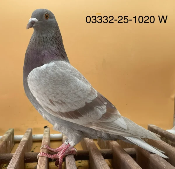 DV 3332-25-1020 Femela Norman Becker Tatal nepot Boris un zburator de top, combinatie intre Ringlose 12 si Koopman