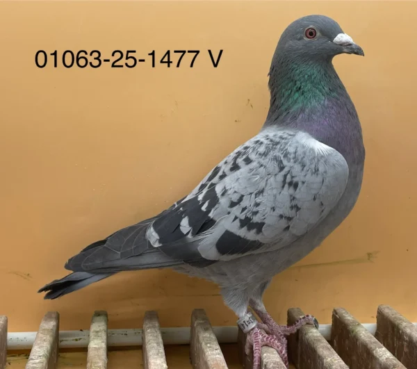 DV 3332-25-1477 Mascul tatal original Steffl nepot Ibrahimovitc, mama nepoata  "321" brother ringlose