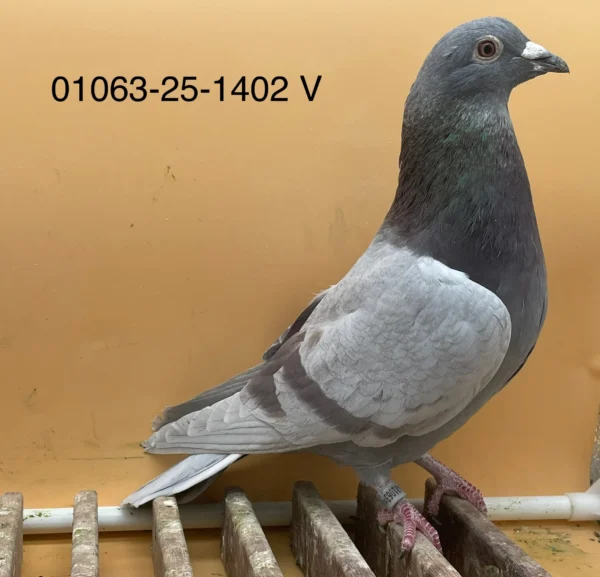 DV 1063-25-1402 Mascul Norman Becker tatal stanepot riglose 12 si un foarte bun reproducator, mama este Frank Sander /Koopman