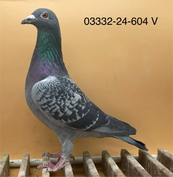 DV 3332-24-604 Mascul Norman Becker Tatat consangvin Eurostar 82, mama nepoata din 1000, mama lui 261 10 x locul 1