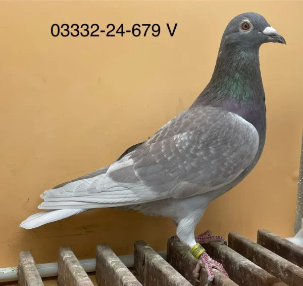 DV 3332-24-679 Mascul Norman Becker Dublu stranepot din "321" super reproducator semifrate cu Ringlose 12