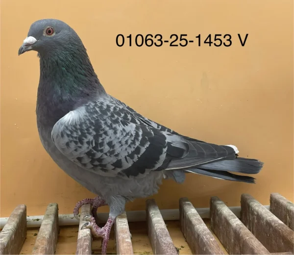 DV 1063-25-1453 Mascul Norman Becker tatal original Martin Steffl nepoat Ibrahimovici, mama nepoata 321 semifrate Ringlose 12 Gunter Prange