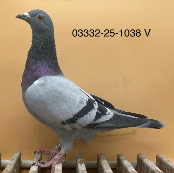 DV 3332-25-1038 Mascul Norman Becker, tatal porumbelului este reprodus dintr un semifrate Ringlose 12 masculul debaza Gunter Prange iar mama este Huub Hermans nepoat Blue Magic  si descendenta din  National Harry