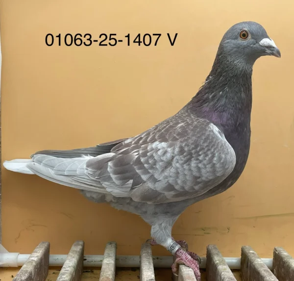 DV 1063-25-1407 Mascul Norman Becker tata dublu nepot 520de 7 x locul 1 mama Hub Herman Haary x Blue Magic