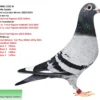 RO 22-99981 Antofie Family Loft blau WF Brother to:   29 Final Fast Pigeons 2023 503km  166 Final Fast Pigeons 2023 503km  Halfbrother to:  40 Final Balkanic  Fair Play 505km547p  72  Semifinal 306km  74  Race 4    233km  182 Race 3    212km  42  Race 2    148km  21  Race 1    113km  32  Training  113m