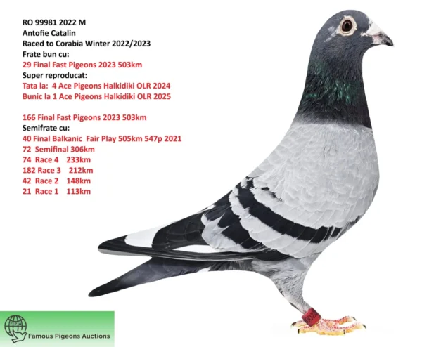 WhatsApp Image 2025-11-30 at 00.08.31 RO 22-99981 Antofie Family Loft blau WF Brother to: 29 Final Fast Pigeons 2023 503km 166 Final Fast Pigeons 2023 503km Halfbrother to: 40 Final Balkanic Fair Play 505km547p 72 Semifinal 306km 74 Race 4 233km 182 Race 3 212km 42 Race 2 148km 21 Race 1 113km 32 Training 113m