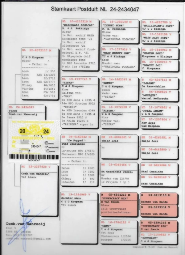 NL 24-2434047 Mascul Comb van Wantooij Father to: 9     904p 364km 95   1420p 161km Halfbrother to 22 HS 169km  Algarve MR '25 ,Grandson National Pogaca 1 Nat LD WHZB-TBOTB  1 Nat LD ALLERBESTE  1 Nat LD FONDSPIEGEL  3 Olympic bird LD  1 NPO Issoudun 2695p   3 NPO Lorris   2021p   16 NPO Lorris  3037p   33 NPO Sens    5706p
