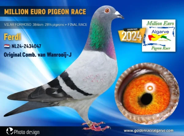 NL 24-2434047 Mascul Comb van Wantooij Father to: 9     904p 364km 95   1420p 161km Halfbrother to 22 HS 169km  Algarve MR '25 ,Grandson National Pogaca 1 Nat LD WHZB-TBOTB  1 Nat LD ALLERBESTE  1 Nat LD FONDSPIEGEL  3 Olympic bird LD  1 NPO Issoudun 2695p   3 NPO Lorris   2021p   16 NPO Lorris  3037p   33 NPO Sens    5706p