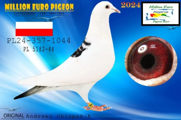 PL 0357-24-1044 Femela 203 Final Algarve Million Race 2024, Fullsister to: 3 Extra Derby Pattaya  OLR 600km 107 As OLR Pattaya 2023