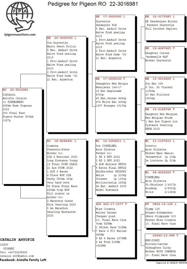RO 22-3016981 femela Antofie Catalin, Place  10 SUPERDERBY 625km Fast Pigeons 2023, 200 Final Fast Pigeon  Winter 503km 1027p Halfsister to: 4 National 2020 Long  Distance Young ,19 Final PATTAYA PIPR OLR 22,  21 Ace PIPR 2022, Mother 170 Final AGR2023