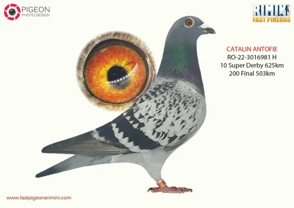 RO 22-3016981 femela Antofie Catalin, Place  10 SUPERDERBY 625km Fast Pigeons 2023, 200 Final Fast Pigeon  Winter 503km 1027p Halfsister to: 4 National 2020 Long  Distance Young ,19 Final PATTAYA PIPR OLR 22,  21 Ace PIPR 2022, Mother 170 Final AGR2023