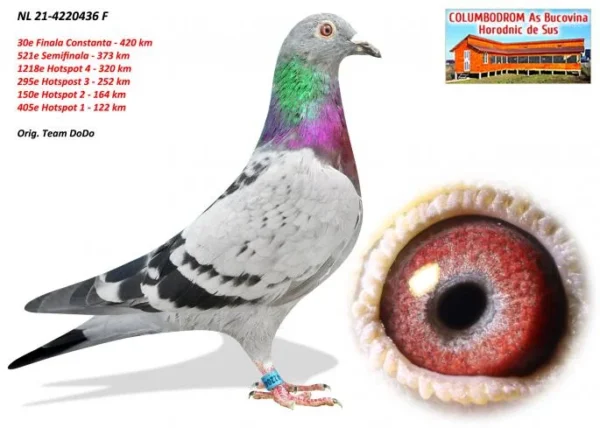 NL 21-4220436 Femela Team DODO J. Posthumus  30 Final Horodnic de Sus Bucovina OLR 2021 NOT RING CART!!!