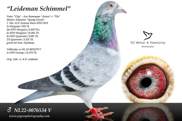 DV 4411-24-222 Mascul Goed Arturo SG Weber-Kleekamp Grandson to 1.Nat Ace pige WHZB/BoTB Speed / Natour in 2019 5.Prov. Niergnies 10065p 6.Prov. Niergnies  6829p 6.      Quievrain  6209p 27.     Quievrain  3325p Basketed 4 times in her total career !!!Raced at Eijerkamp Speedy Grizzle is (gr)mother 1.Prov. Ace Young SFG 2022 1.Rudenhausen 6.341p 4.Prov. Ace Allround Afd 8'24 5.Nat. Ace Short-dist. NPO'24 6.Prov. Niergnies 9.870p