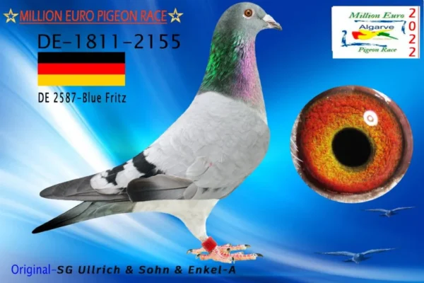 DV 1811-22-2155 M Blue Fritz SG Ullrich Father 170 Final Algarve Golden Race 2023 Fullbrother to 5 Extra Final Pattaya  OLR 2025 600km 4878p  Royal Lilu 32 Hot Spot 1  Victoria Falls OLR 22 Legend Nilo 9 HotS 3 Pyramids OLR 23 179. final 451km Derby16 Bursa OLR – 1186p  40. acebird Derby 16