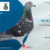 GB 22-Z05890 Bet Right Lofts 13 Final Race Algarve  Great Derby 2022 486km  Brother to:  268 Final Algarve Golden Loft 2023 Halfbrother  1 Hot spot 1 AGR 2025  6166p 125km Father to: 48 Final RGP 2024 430km Grandfather to: 18 156km 1420p 30 126km 1341p 41 156km 1420p 12  1341p 126km 25  1341p 126km 26  1420p 156km 30  1420p 156km 125 3691p 195km 9/678 P/124 KM 30/2497 P/194 KM 149/1405 P/125 KM 211/1203 P/156 KM 248/3810 P/156 KM