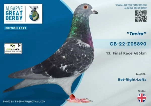 GB 22-Z05890 Bet Right Lofts 13 Final Race Algarve  Great Derby 2022 486km  Brother to:  268 Final Algarve Golden Loft 2023 Halfbrother  1 Hot spot 1 AGR 2025  6166p 125km Father to: 48 Final RGP 2024 430km Grandfather to: 18 156km 1420p 30 126km 1341p 41 156km 1420p 12  1341p 126km 25  1341p 126km 26  1420p 156km 30  1420p 156km 125 3691p 195km 9/678 P/124 KM 30/2497 P/194 KM 149/1405 P/125 KM 211/1203 P/156 KM 248/3810 P/156 KM