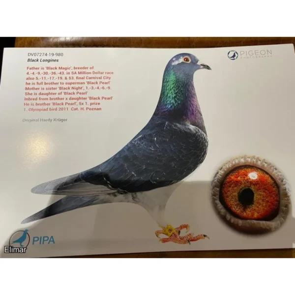 GB 22-Z05890 Bet Right Lofts 13 Final Race Algarve  Great Derby 2022 486km  Brother to:  268 Final Algarve Golden Loft 2023 Halfbrother  1 Hot spot 1 AGR 2025  6166p 125km Father to: 48 Final RGP 2024 430km Grandfather to: 18 156km 1420p 30 126km 1341p 41 156km 1420p 12  1341p 126km 25  1341p 126km 26  1420p 156km 30  1420p 156km 125 3691p 195km 9/678 P/124 KM 30/2497 P/194 KM 149/1405 P/125 KM 211/1203 P/156 KM 248/3810 P/156 KM