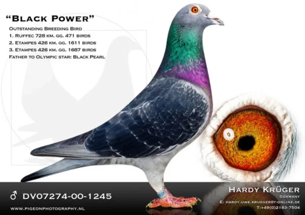 GB 22-Z05890 Bet Right Lofts 13 Final Race Algarve  Great Derby 2022 486km  Brother to:  268 Final Algarve Golden Loft 2023 Halfbrother  1 Hot spot 1 AGR 2025  6166p 125km Father to: 48 Final RGP 2024 430km Grandfather to: 18 156km 1420p 30 126km 1341p 41 156km 1420p 12  1341p 126km 25  1341p 126km 26  1420p 156km 30  1420p 156km 125 3691p 195km 9/678 P/124 KM 30/2497 P/194 KM 149/1405 P/125 KM 211/1203 P/156 KM 248/3810 P/156 KM