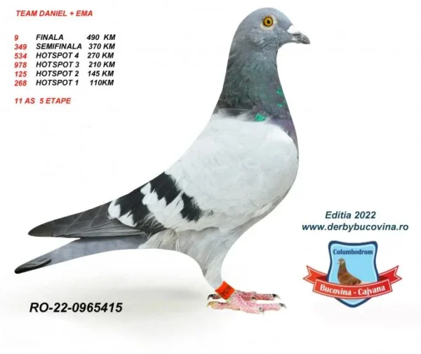 RO 22-0965415 Solovastru Daniel 9 Final Cajvana 2022 490KM( DOAR 11 PORUMBEI SOSITI IN PRIMA ZI )  LOCUL 11 AS 2600p  BUCOVINA CAJVANA 2022 Nepot 638 Racolta Sorin. Frate 82 Final Superstar Winter   8 HS 4 22/23  semifrate 858/20  4 FINALA 430 KM OLR   ROMANIA GOLDEN PIGEON 20  Tata la:   8 finala RGP OLR 2021  13 Finala Horodnic OLR23