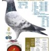 RO 66691 25 Barboi Lucian REPRODUS IN BOXA INDIVIDUALA Nepot Grizly Adams si nepot Olympic Rico 1 Olympic ACE YB CAT. F  1 Nat Ace KBDB YB Short Distance2020  1 WolrdBest Pigeon And Grizli Adams Nest Brother‘Goed Grijs’ 1. NPO Laon 6371b. 1. Duffel 5821b. 2 min.F 1. Heusden Zolder 2775b 1. Laon 1052b. 2017 1. Wijchen 786 b. 2016 1. Heusden-Zolder 656b. 1. Hapert 231b. 2016