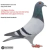 GB 20-B57216 M Orig. Dudu Sorin 3 AS Pigeons EuroStar 10 Place Final race Euro Star OLR 2020   547km HARD RACE only 1 pigeon in first day     Raced by Daniel Iordache