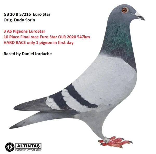 GB 20-B57216 M Orig. Dudu Sorin 3 AS Pigeons EuroStar 10 Place Final race Euro Star OLR 2020   547km HARD RACE only 1 pigeon in first day     Raced by Daniel Iordache