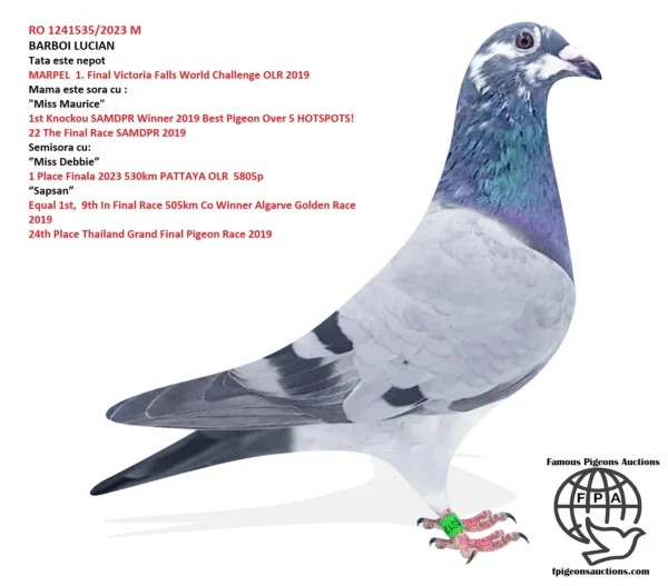 ihu RO 23-1241535 Star Boy JR Barboi Lucian Frate 84 Final Vadu Volovat 448km 730p 71 HS 3 1369p 270km and brother/sister 5 1810p 219km 15 2615p 164km 17 876p 160km 33 2615p 164km 44 2147p 219km 50 2470p 219km 50 876p 160km Nepot Star Boy father to Miss Debbi Father Miss Maurice 1st Knockout SAMDPR Winner 2019 Best Pigeon Over 5 HOTSPOTS! And The Final Race! Father To ”Miss Debbie” 1st Place 2023 PATTAYA OLR 5805 pigeons 530Km Father to 24th Place Thailand Grand Final Pigeon Race 2019 Father To “Sapsan” Equal 1st, Clocking 9th In Final Race 505km Co Winner Algarve Golden Race 2019