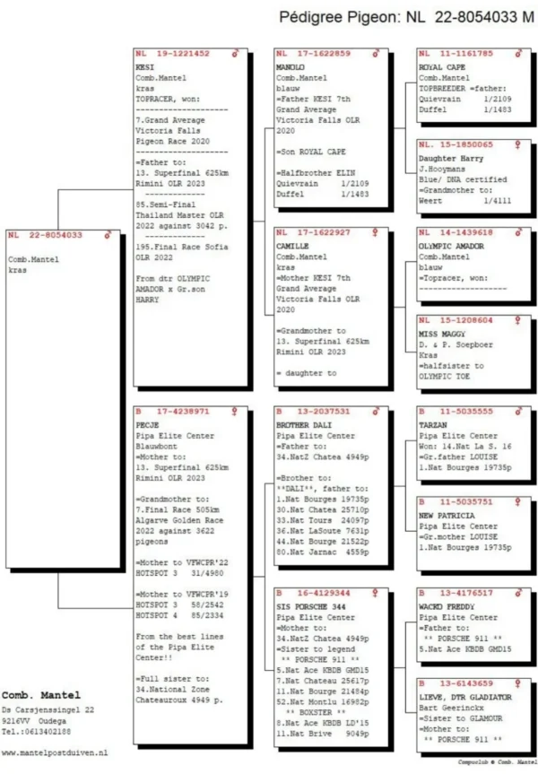 NL 22-8054033 Comb. Mantel SON PECJE PEC, beste breeding hen to Mantel, Brother to: 13. Superfinal 625 km Rimini OLR 2023  Half sister of:  31. acebird Pattaya PIPR OLR 2024 with 10667p at the start  16. Race 1 Corabia Winter Race OLR 1,533 b. 2023  17. Race 2 Corabia Winter Race OLR 1,412 b. 2023