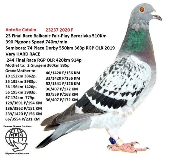 RO 20-23237 Femela Antofie Catalin 23 Final Race Balkanic Fair-Play  Berezivka 510Km 390  Pigeons Speed 740m/min  semisora:  74 Place Derby 550km  363p RGP OLR 2019 Very  HARD RACE   244 Final Race RGP  OLR 420km 914p Grandmother to: 10 152km 3862p. 35 195km 3983p. 36 156km 1420p. 56 195km 3983p. 67 174km  779p. 129/3691 P/194 KM 136/3862 P/151 KM 239/1420 P/156 KM 518/7473 P/156 KM 40/1420 P/156 KM 647/3691 P/194 KM 33/1420 P/156 KM 52/1341 P/126 KM 268/3691 P/194 KM 36/407 P/172 KM 83/559 P/168 KM 36/407 P/172 KM 66/3554 P/231 KM 83/559 P/168 KM 223/4857 P/194 KM 803/5421 P/151 KMt