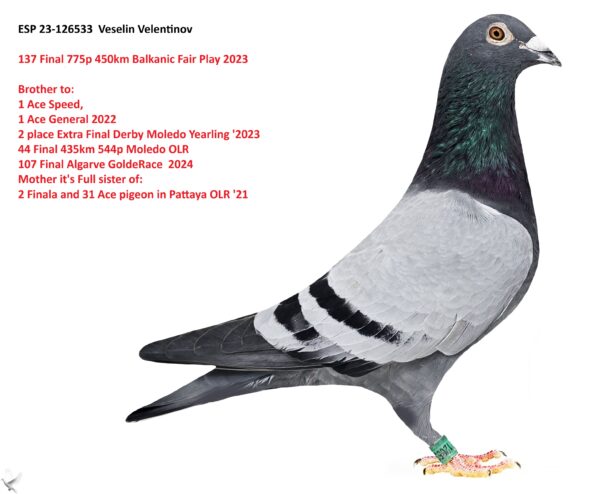 ESP 23-126533 Veselin Velentinov 137 Final 775p 450km Balkanic Fair Play 2023  Brother to:  1 Ace Speed,  1 Ace General 2022  2 place Extra Final Derby Moledo Yearling '2023 44 Final 435km 544p Moledo OLR  107 Final AGR 2024