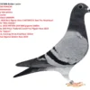 RO 25-1315846 Mascul Barboi Lucian STAR PORSCHE Dublu stranepot Star Boy tata pentru: Miss Maurice 1st Knockout SAMDPR  Winner 2019 Best Pigeon Over 5 HOTSPOTS! And The Final Race! Father To ”Miss Debbie”  1st Place  2023 PATTAYA OLR 5805 pigeons 530Km  Father to 24th Place Thailand Grand Final Pigeon Race 2019 Father To “Sapsan” Equal 1st, Clocking 9th In Final Race 505km Co Winner Algarve Golden Race 2019