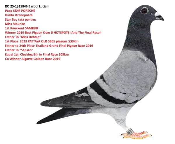 1315846 25 f ro RO 25-1315846 Mascul Barboi Lucian STAR PORSCHE Dublu stranepot Star Boy tata pentru: Miss Maurice 1st Knockout SAMDPR Winner 2019 Best Pigeon Over 5 HOTSPOTS! And The Final Race! Father To ”Miss Debbie” 1st Place 2023 PATTAYA OLR 5805 pigeons 530Km Father to 24th Place Thailand Grand Final Pigeon Race 2019 Father To “Sapsan” Equal 1st, Clocking 9th In Final Race 505km Co Winner Algarve Golden Race 2019