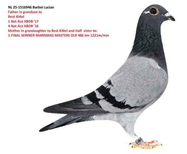 1516946 f NL 25-1516946 Barboi Lucian Father in grandson to Best Kittel 1 Nat Ace KBDB '17 4 Nat Ace KBDB '16 Mother in grandaughter to Best Kittel and Half sister to: 1.FINAL WINNER MARISMAS MASTERS OLR 486 km 1221m/min