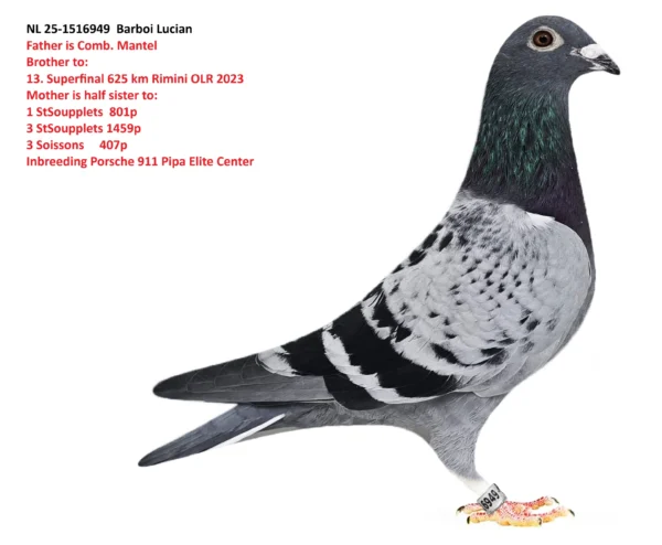 1516949 nl f NL 25-1516949 Barboi Lucian Super top Inbreeding to Porsche911 Pipa Elite Center, tata original Mante fiu Pecje, mama nepoata Prince Porsche