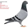NL 25-1516950 Femela Barboi Lucian  WOLF CAJVANA Daughter to  1 Final Cajvana OLR 2024 13 Ace Pigeons Carvana  OLR 2024 Halfsiste to: 3 ACE SPEED 1767 Pigeons 255Fanciers 13 Final Super Star Race 402km 698p