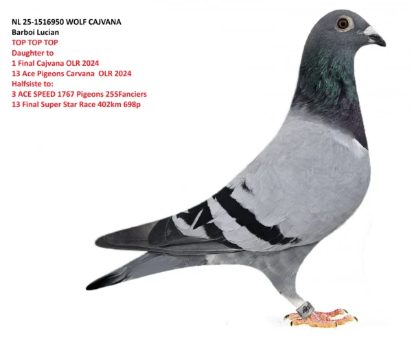 1516950 f nl NL 25-1516950 Femela Barboi Lucian WOLF CAJVANA Daughter to 1 Final Cajvana OLR 2024 13 Ace Pigeons Carvana OLR 2024 Halfsiste to: 3 ACE SPEED 1767 Pigeons 255Fanciers 13 Final Super Star Race 402km 698p