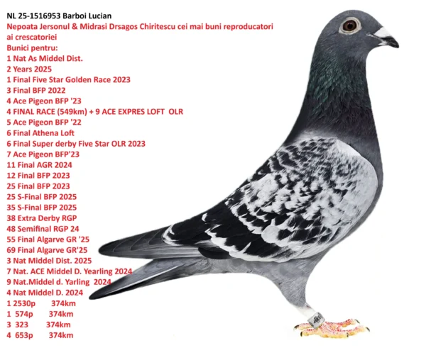 1516953 f NL 25-1516953 Femela Barboi Lucian Nepoata Jersonu Dragos Chiritescu si Midrasi cei mai buni doi reproducatori din crescatorie!!!