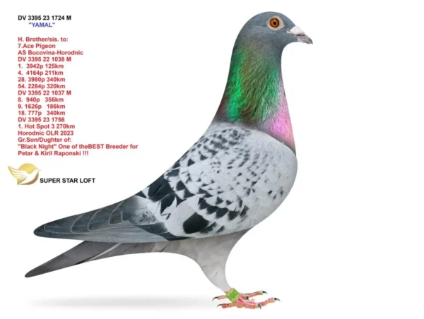 1724 23 DV 3395-23-1724 Mascul Super Star LoftFiu din locul 4 Finala Super Star Winter 2022