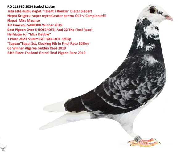 218980 RO 218980 2025 Barboi Lucian Halfbrother to: 26 Derby Radauti Prut 415km 905p ACMB20 187 Extra derby Cajvana 490km 300 Finala Cajvana 1105p 470km 402 Derby Cajvana 572p 490km 183 Sfinala 1381p 360km 199 hs2 1546p 210km 3 etape peste 470km zburate ca pui 23