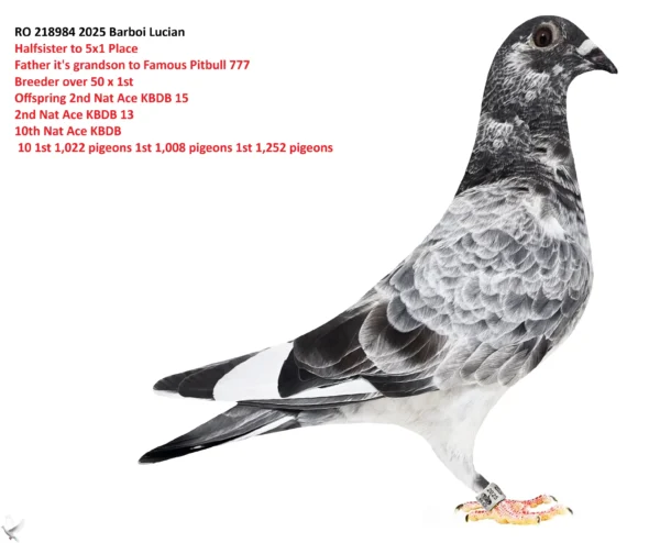 218984 f RO 218984 2025 Pitbultilla Barboi Lucia Halfsister to 5x1 Place Father Grandson to Famous Pitbull 777 Breeder over 50 х 1st Offspring 2nd Nat Ace KBDB 15 2nd Nat Ace KBDB 13 10th Nat Ace KBDB 10 1st 1,022 pigeons 1st 1,008 pigeons 1st 1,252 pigeons