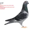 RO 25-218995 Mascul Barboi Lucian Son to 5 Final Race Horodnicul  de Sus OLR 2021 420km Halfbrother to: 14 FINAL RACE 430km 476p 1057m/min RGP 2022 13 ACE Pigeon 2022 48 Final RGP 2024