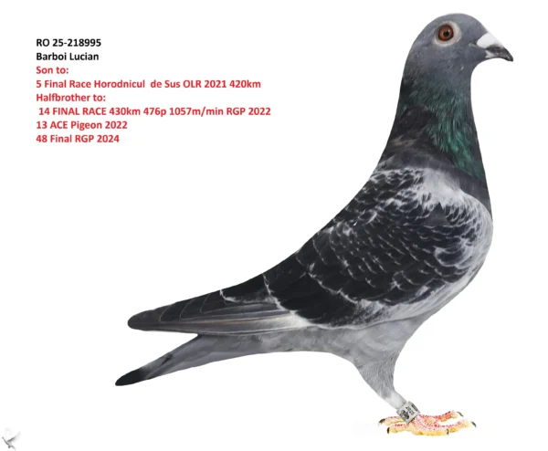 218995 RO 25-218995 Mascul Barboi Lucian Son to 5 Final Race Horodnicul de Sus OLR 2021 420km Halfbrother to: 14 FINAL RACE 430km 476p 1057m/min RGP 2022 13 ACE Pigeon 2022 48 Final RGP 2024