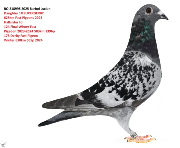 RO 218998 2025 Solzata 98 Barboi Lucian Daughter 10 SUPERDERBY  625km Fast Pigeons 2023 Halfsister to 124 Final Winter Fast  Pigeoon 2023-2024 503km 1396p 175 Derby Fast Pigeon  Winter 610km 505p 2024 Halfsister to mother 239 Derby Pattaya  2026 600km