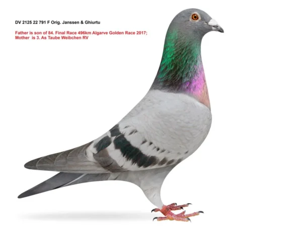 22 971 poza 2125-22-791 Femela Janssen & Ghiurtu mama este locul 3 as RV, fiica din loc 2 Finala MAllorca OLR