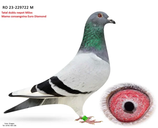 227922 23 p RO 229722 2023 F Stanescu&Dobre tata dublu nepot Milos, mama consangvina pe Euro Diamond Brockamp